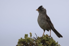 White-crowned Sparrow