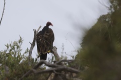 Turkey Vulture