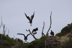 Turkey Vulture