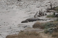 Northern Elephant Seal