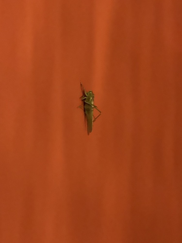 Great Green Bush-cricket