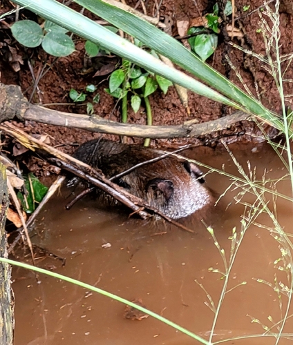 Capybara