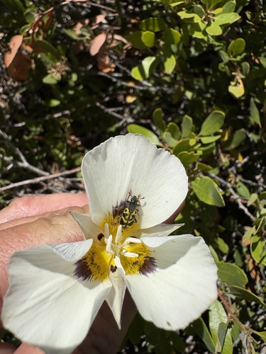 iNaturalist observation photo of Ornate Checkered Beetle