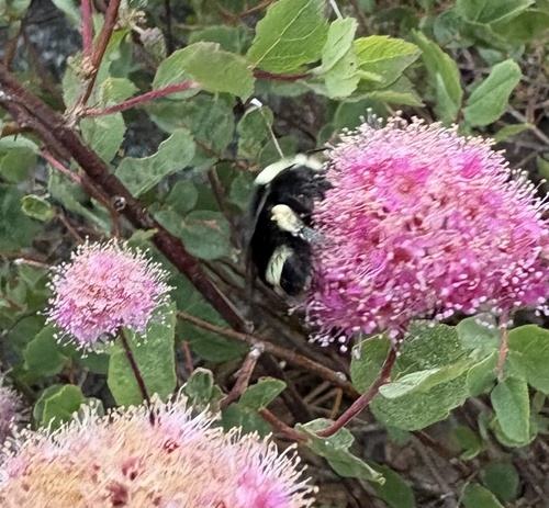 iNaturalist observation photo of Yellow-faced Bumble Bee