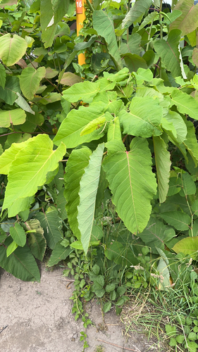 Giant Knotweed