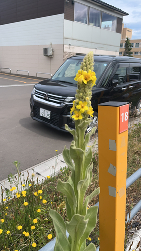 great mullein