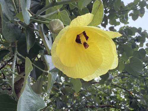 sea hibiscus