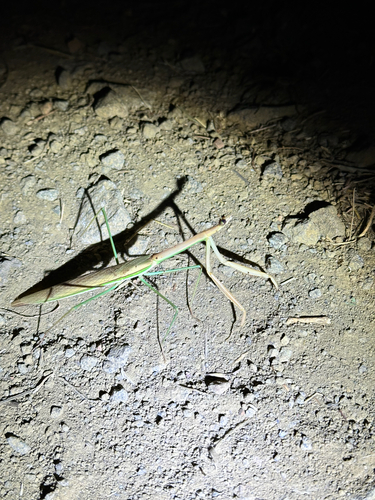 Tenodera blanchardi