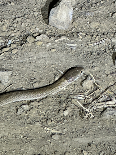 Curl Snake