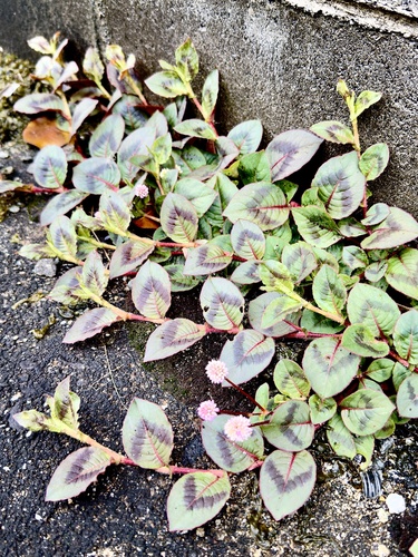 pink knotweed