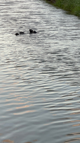North American River Otter