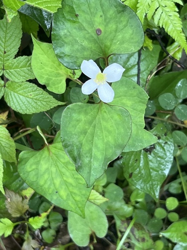 Chameleon Plant