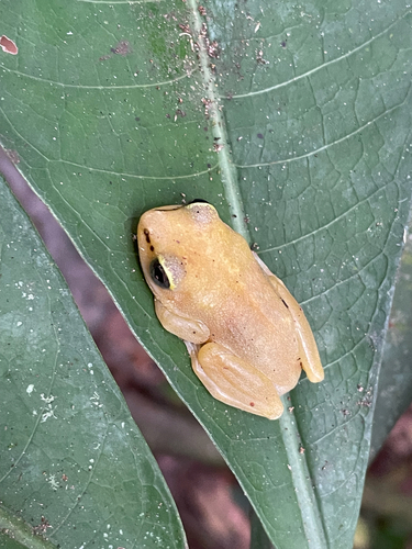 Dotted Reed Frog