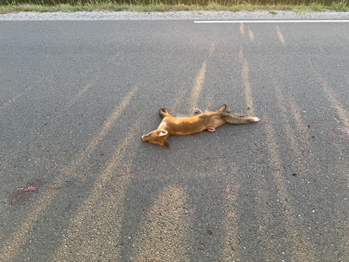 Red Fox