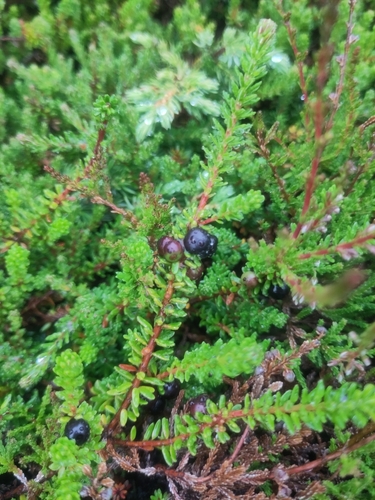 black crowberry