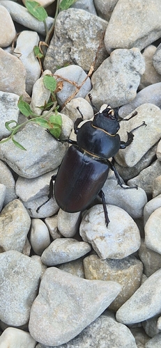 European Stag Beetle