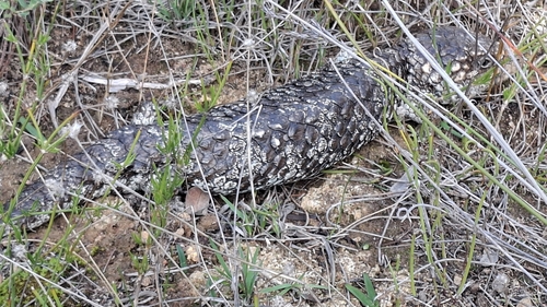 Southwestern Shingleback