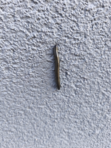 Striped Millipede