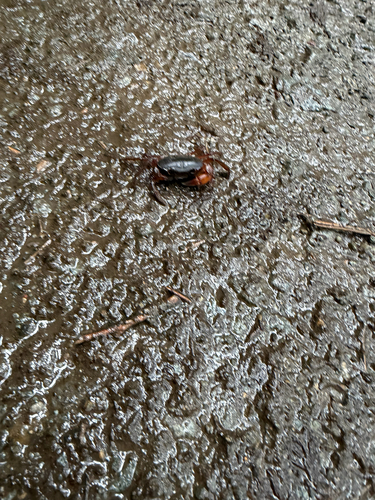 Japanese Freshwater Crab