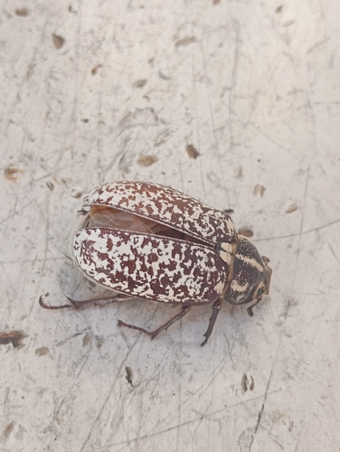 Pine Chafer