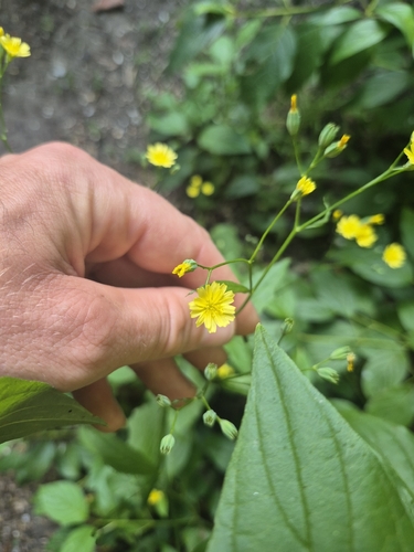 nipplewort