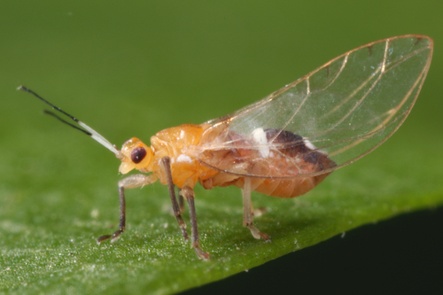 valerian psyllid