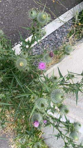 Bull Thistle
