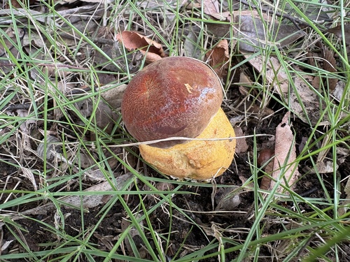 Rugiboletus extremiorientalis