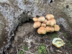 Sulphur Tuft