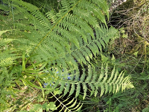 lady fern
