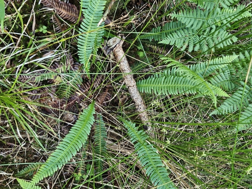 deer fern