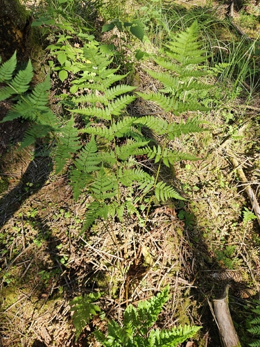 spinulose wood fern