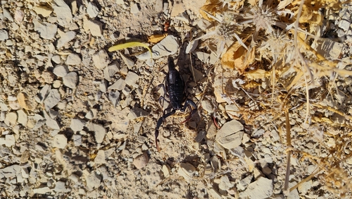 Hottentotta gentili