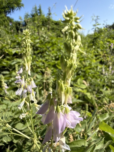 common milkpea
