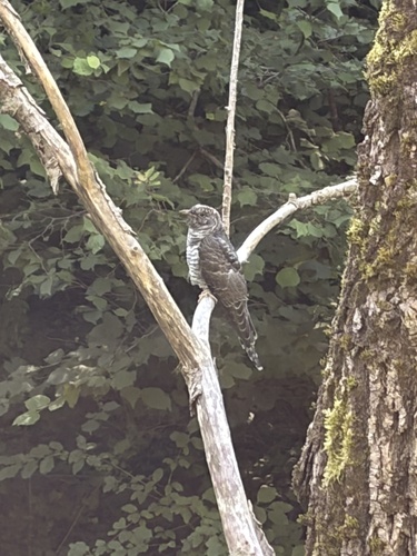 Common Cuckoo