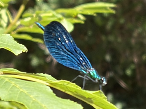 Beautiful Demoiselle