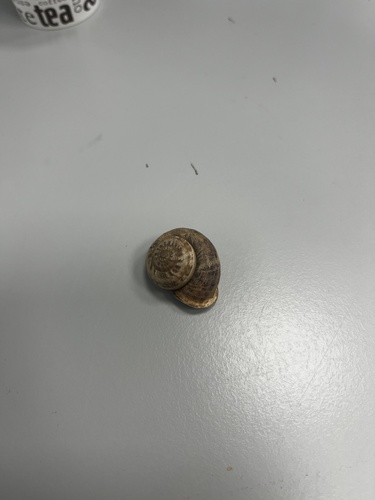 Chocolate-band Snail