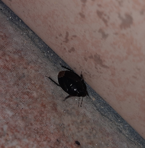 Macroscytus brunneus