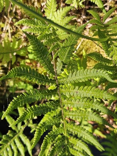 long beech fern