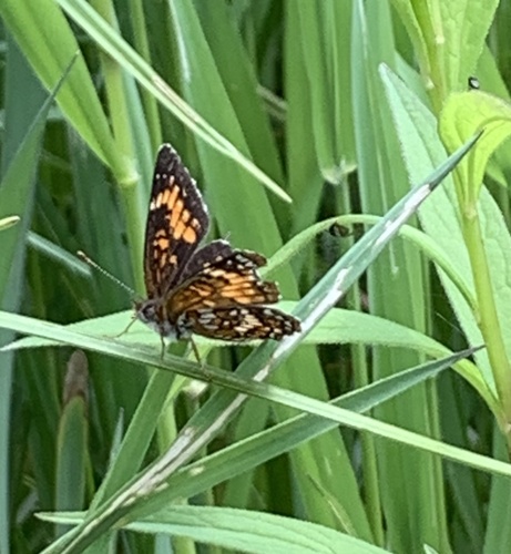 Harris's Checkerspot