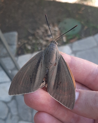 Palm Moth