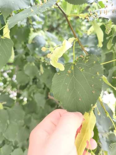 Red Nail Gall Mite