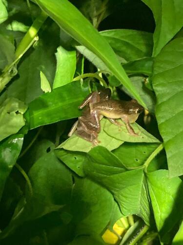 Variable Reed Frog