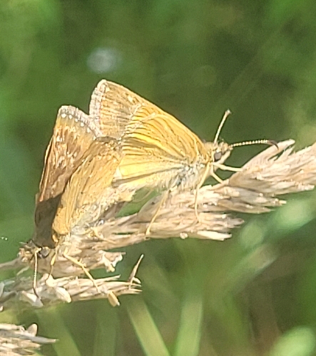 Dingy Skipper