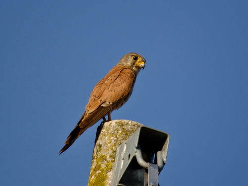 Eurasian Kestrel