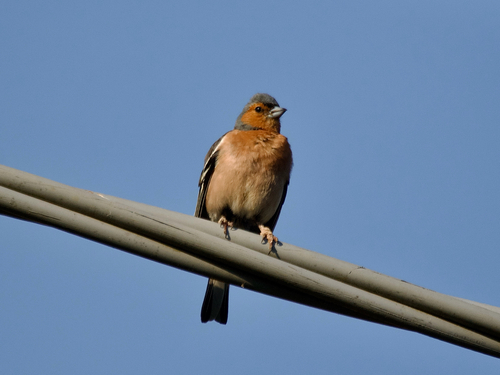 Common Chaffinch