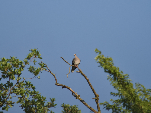 European Turtle-Dove