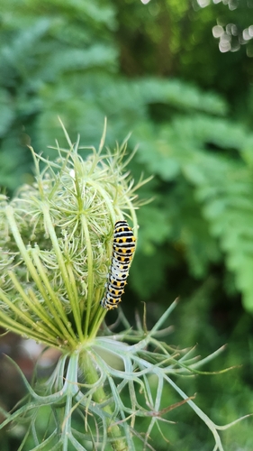 Old World Swallowtail