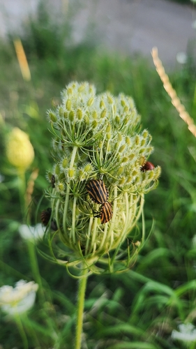 Graphosoma rubrolineatum