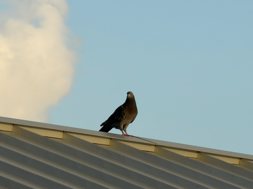 Feral Pigeon